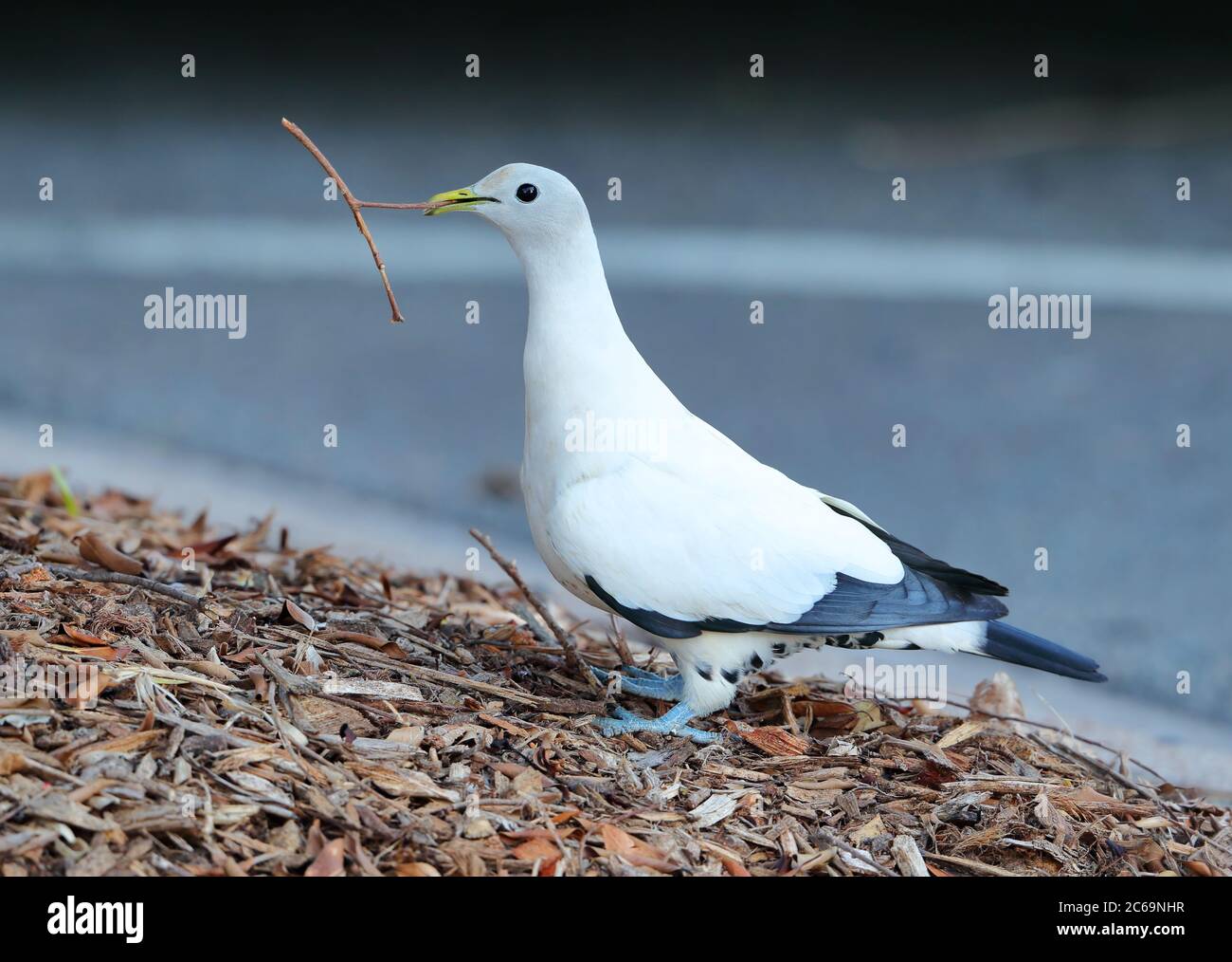 Pigeon impérial de Torresian (Ducula spilorrhoa) à l'Esplanade de Cairns dans le Queensland, en Australie. Collecte de matériau de nid le long du côté d'une route dans un ur Banque D'Images