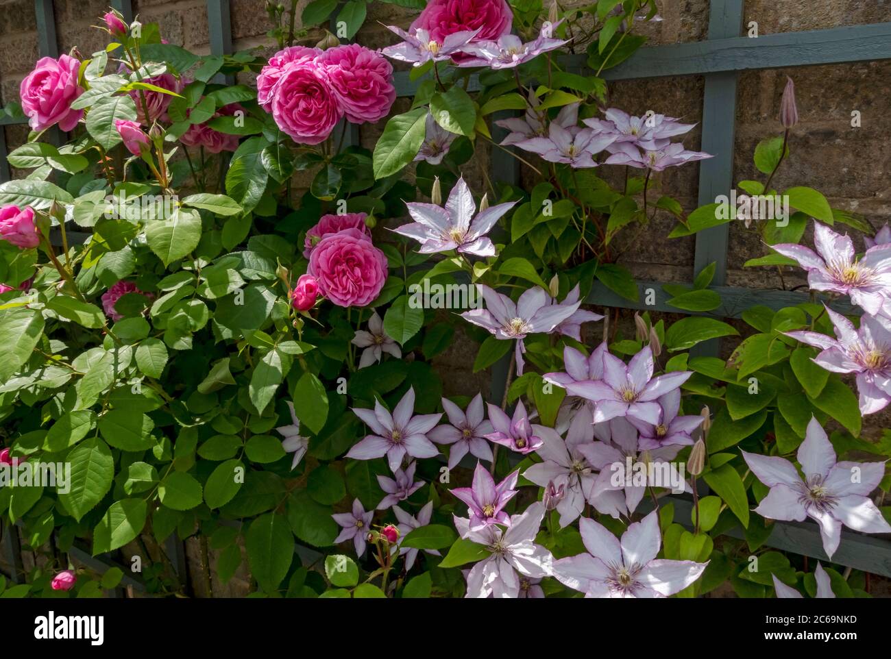 Gros plan des roses roses roses « Gertrude Jekyll » et des clématites « Samaritan JO » poussant sur des treillis sur des fleurs murales fleurissent dans le jardin d’été England UK Banque D'Images