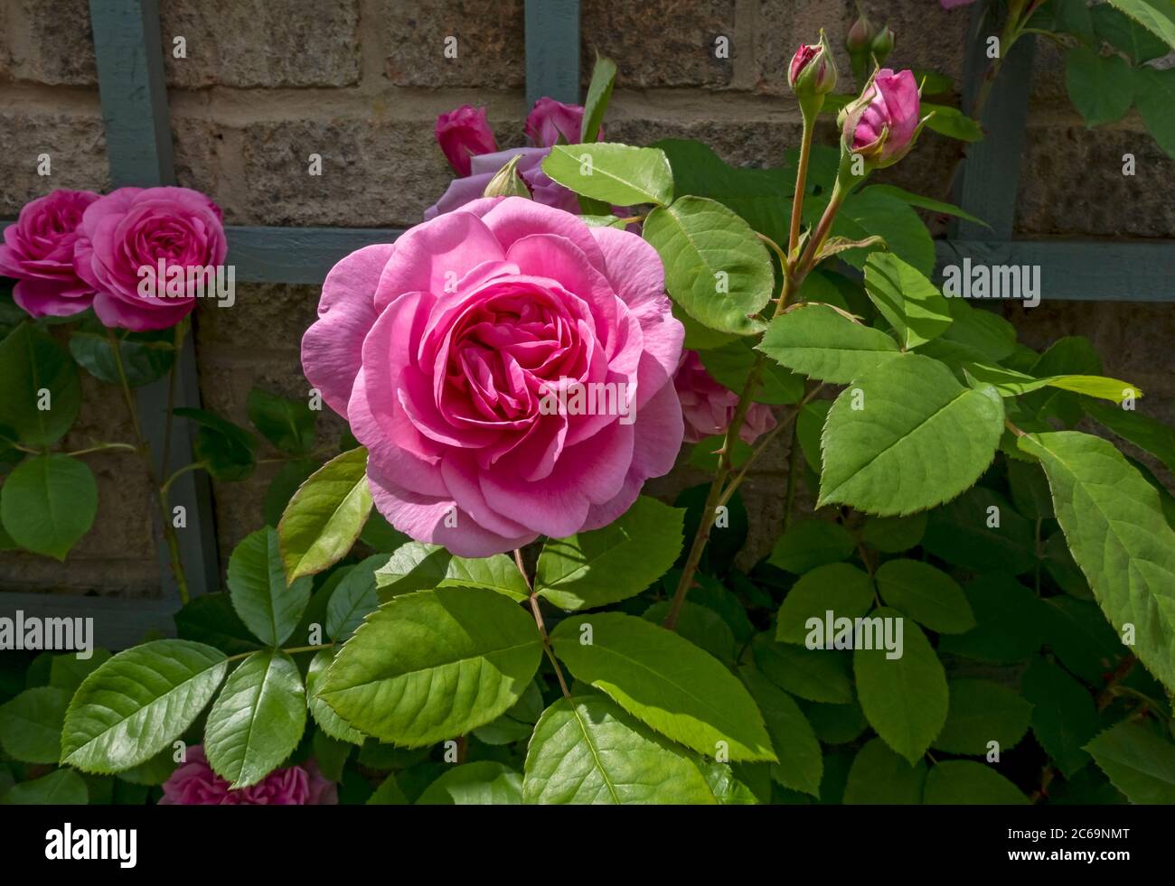 Gros plan de roses roses grimpant rose « Gertrude Jekyll » poussant sur un treillis sur un mur fleurs bourgeons de fleurs dans le jardin d'été Angleterre UK GB Britain Banque D'Images