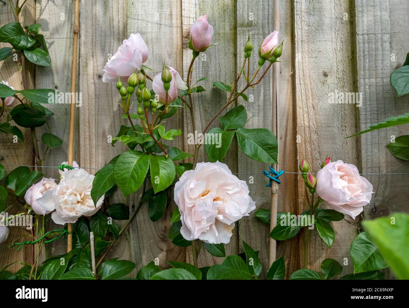 Gros plan de roses grimpantes rose pâle « The Generous Gardener » poussant sur une clôture de jardin en bois fleurs en été Angleterre Royaume-Uni Banque D'Images