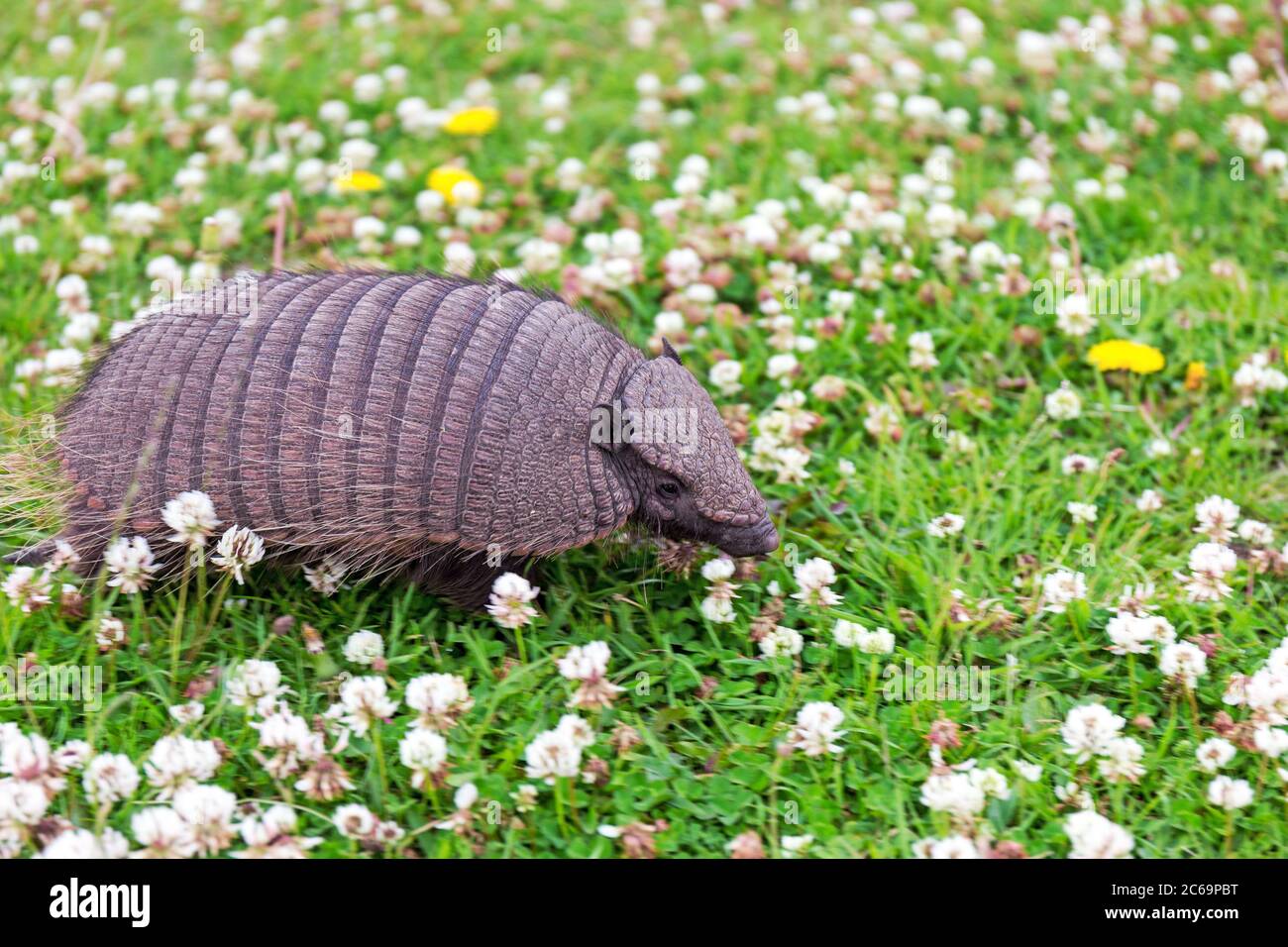 Un jeune armadillo (Chaetophractus villosus), également connu sous le nom de grand armadillo poilu, traverse la prairie à fleurs en Amérique du Sud Banque D'Images