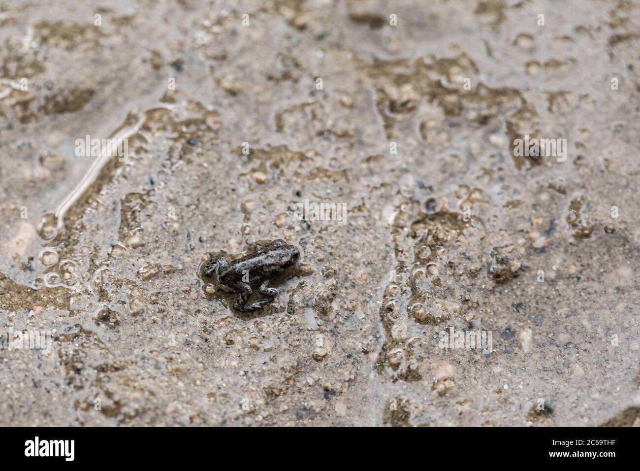 Petite grenouille camouflage sur fond gris roc boueux Banque D'Images