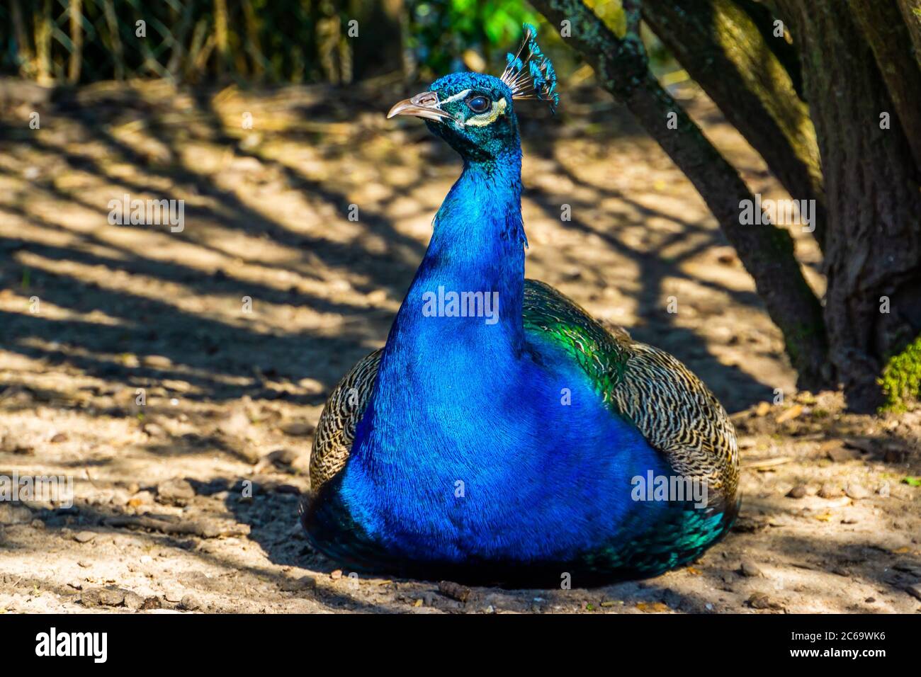 Magnifique portrait de gros plan d'un paon indien, espèce d'oiseau ornemental populaire d'Asie Banque D'Images