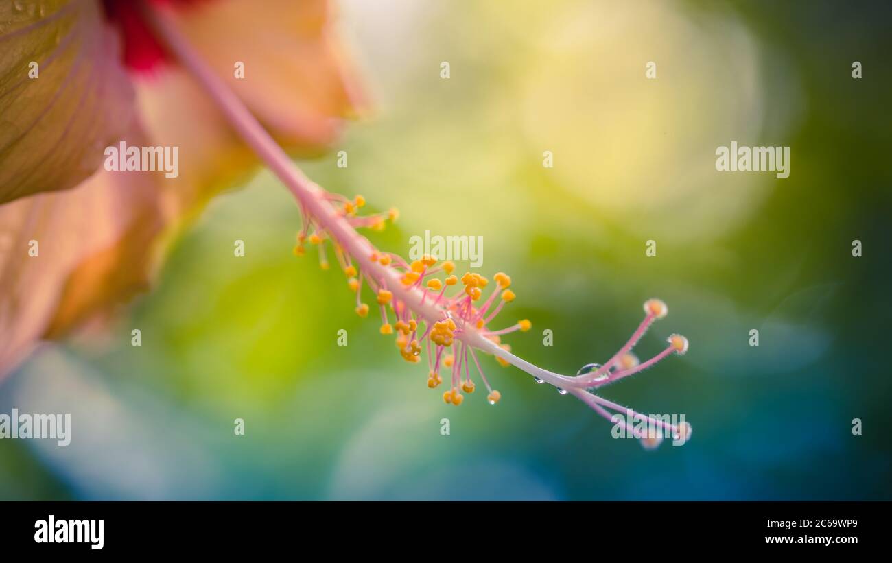 Vue macro sur les feuilles de fleurs tropicales. Arrière-plan floral exotique en fleurs, jardin flou ou jungle. Motif nature tropical, vue rapprochée Banque D'Images