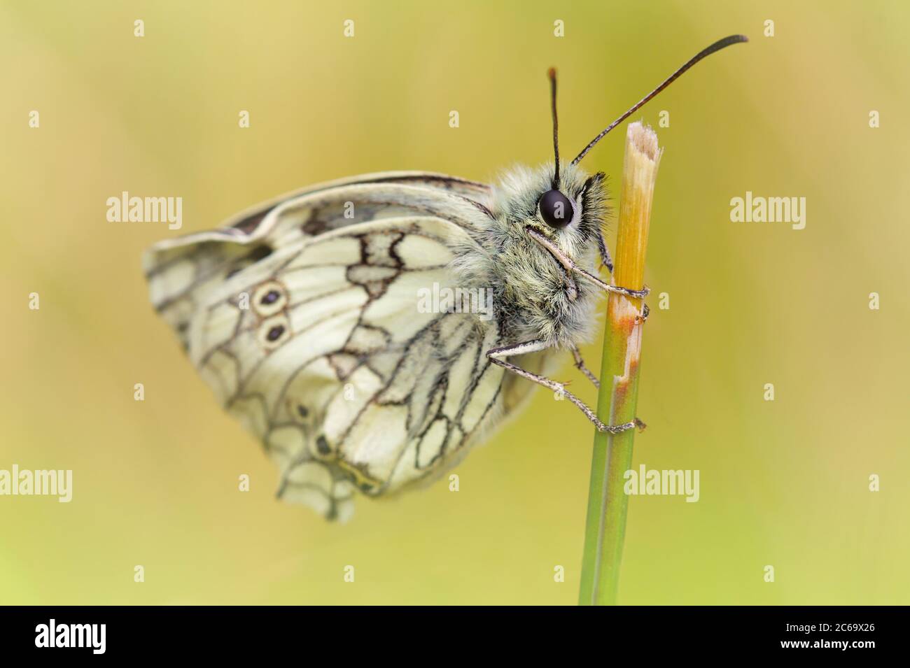 Récemment émergé papillon blanc marbré, Melanargia Galathea, reposant sur UN pied d'herbe pompant ses ailes ridées contre UN bac à herbe verte diffus Banque D'Images