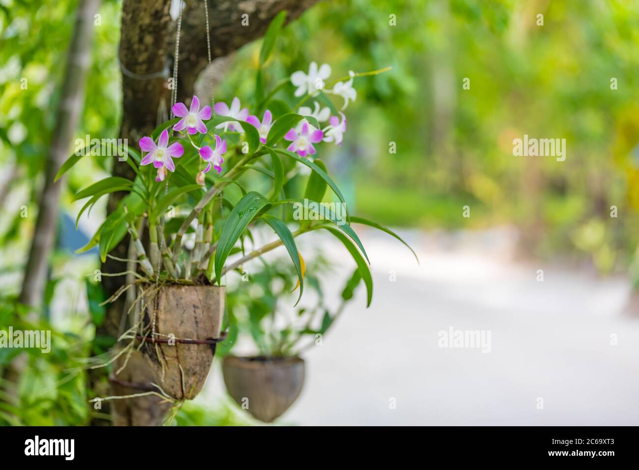 Belle composition d'orchidée pourpre sur les feuilles de palmier, gros plan. Jardin tropical floral, panier de noix de coco écologique suspendu avec orchidées Banque D'Images