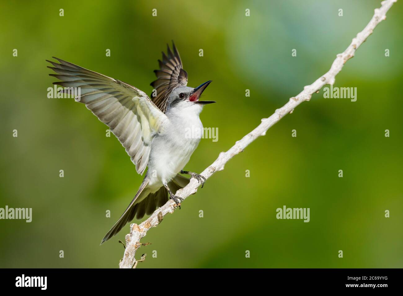 Oiseau gris adulte (Tyrannus dominicensis) dans le comté de Miami-Dade, Floride, États-Unis. Banque D'Images