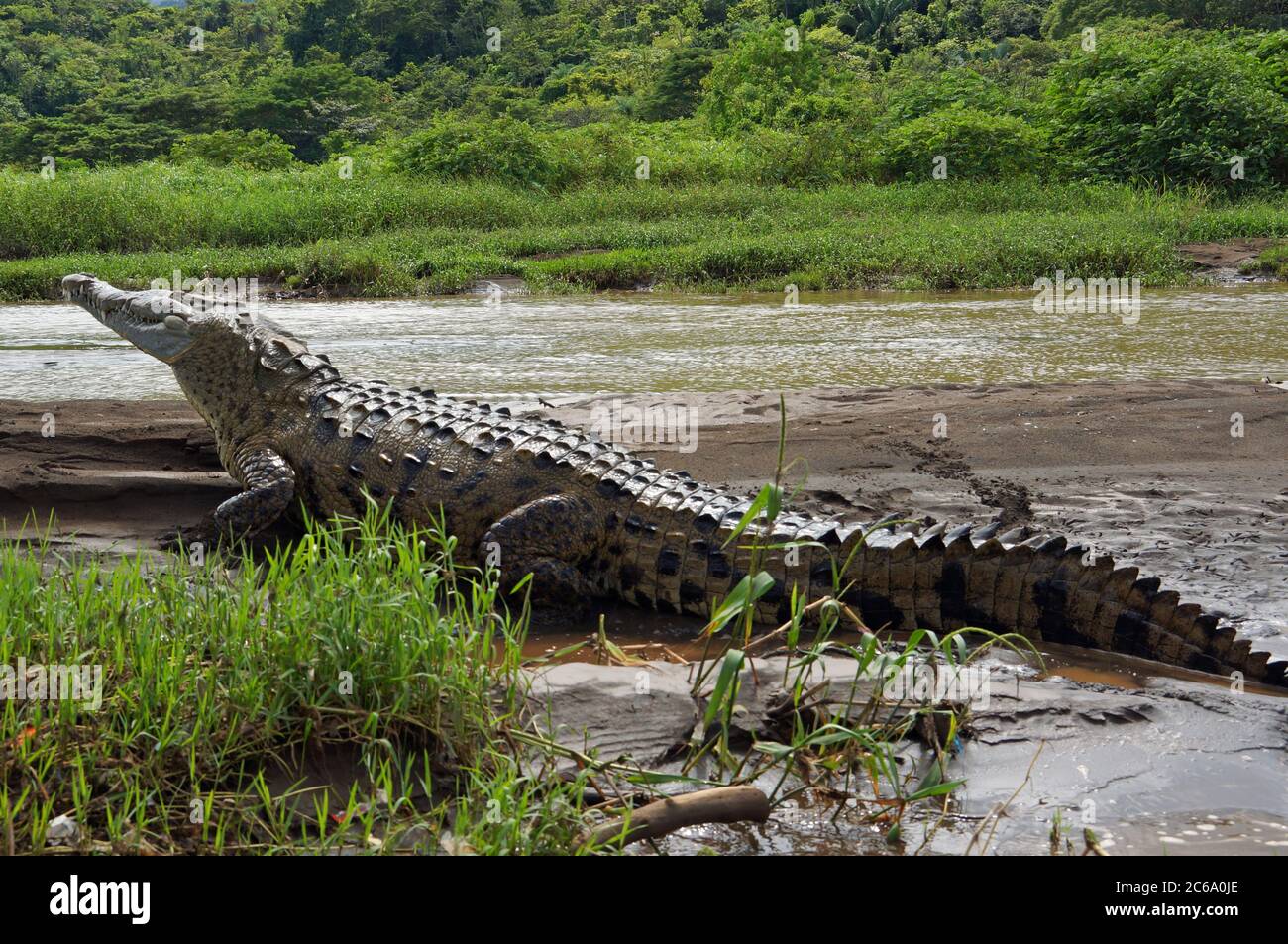 Crocodile géant sur la rive Banque D'Images