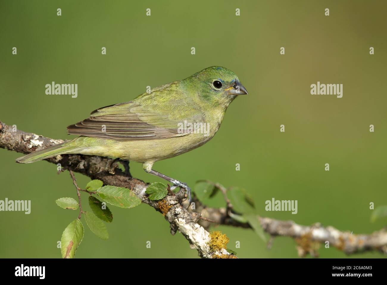 Un mâle de deuxième année peint Bunting (Passerina ciris) perché sur une branche horizontale dans le comté de Galveston, Texas, États-Unis. Banque D'Images