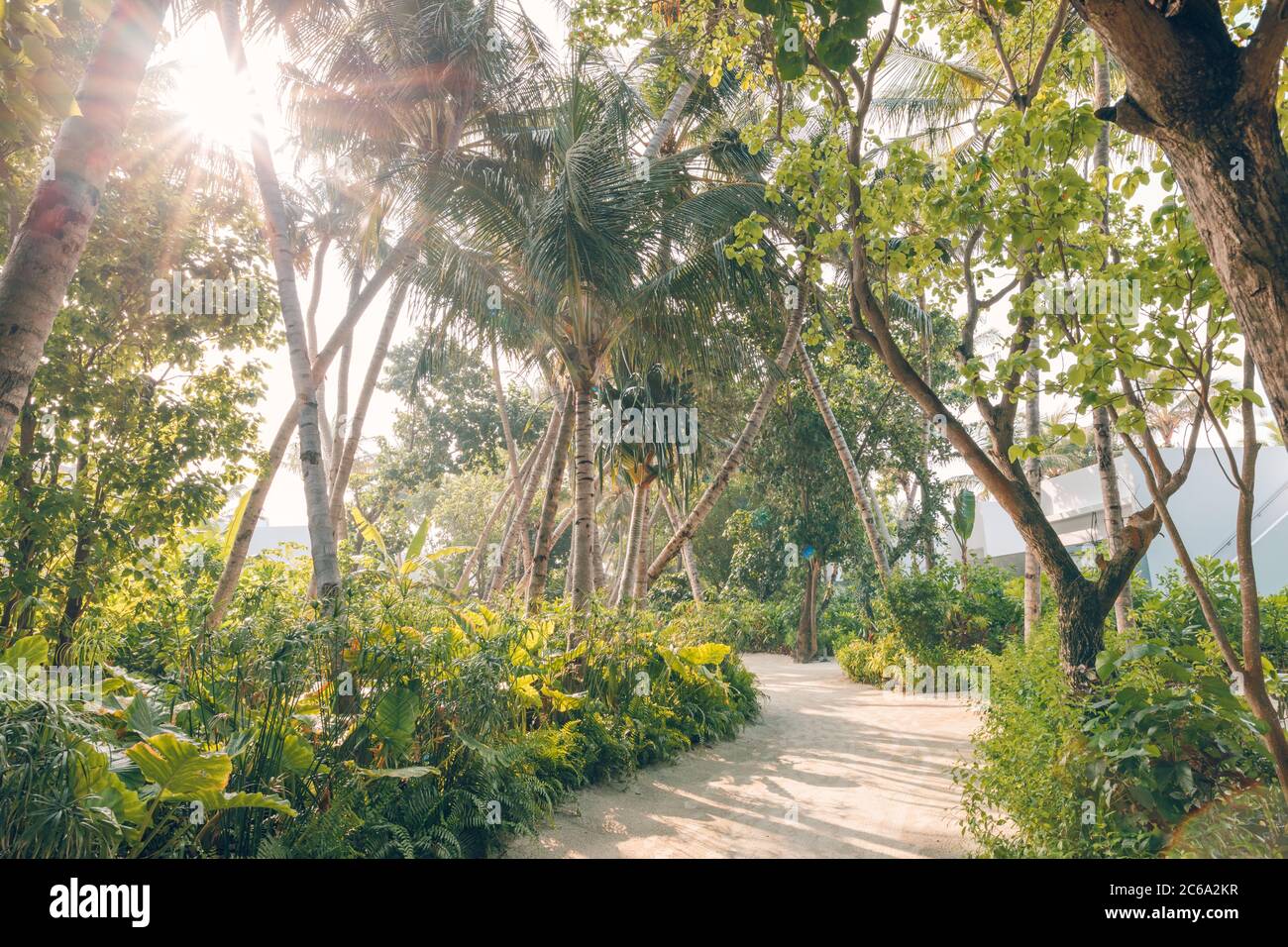 Palmiers verts sur la plage de sable tropical. Palmiers panoramiques sur fond tropical Banque D'Images
