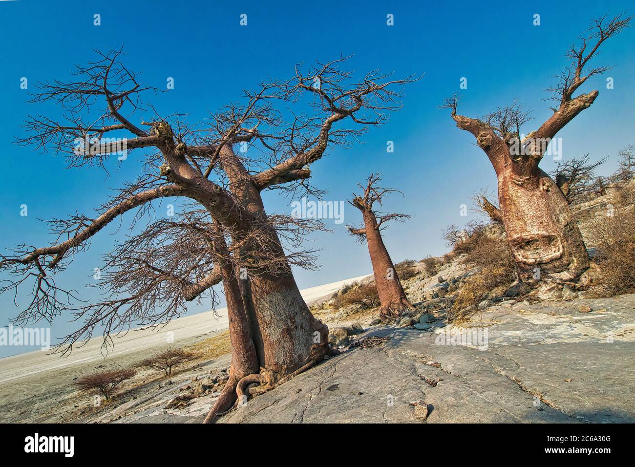 Le Baobab, Adansonia digitata, Kubu Island, mer Blanche de sel, Lekhubu, Makgadikgadi Pans National Park, Botswana, Africa Banque D'Images