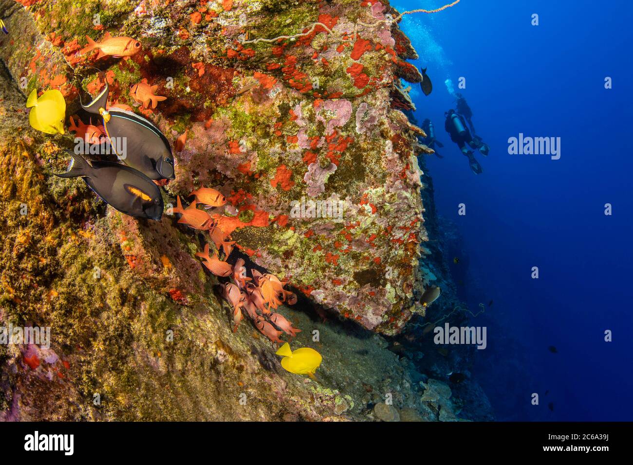 Le mur du fond de la réserve marine Molokini descend à 300 mètres. Plusieurs poissons de récif s'accumulent près d'un crevasseur ici, Maui, Hawaii. Banque D'Images