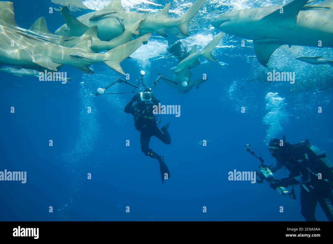 Photographes (MR) de tournage de requins citronniers, Negapron brevirostris, sous-marin, West End, Grand Bahamas, Océan Atlantique. Banque D'Images