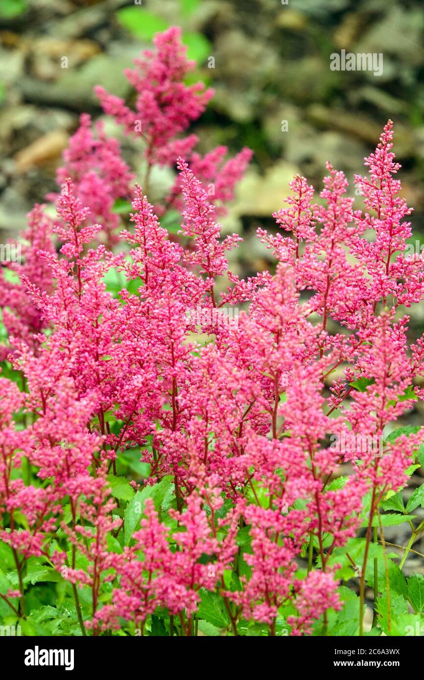 Rose Astilbe 'Astary Rosa' petite plante Banque D'Images