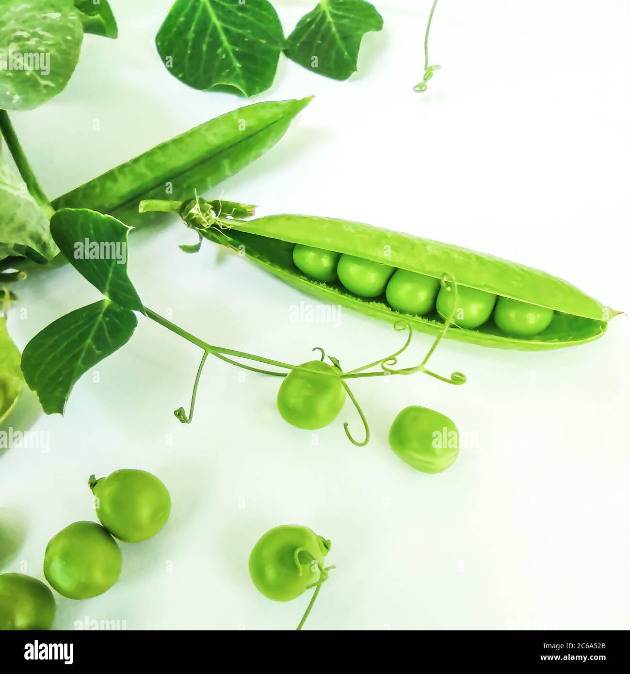 pois verts en gousse ouverte et feuilles de pois verts avec boucles sur fond blanc Banque D'Images