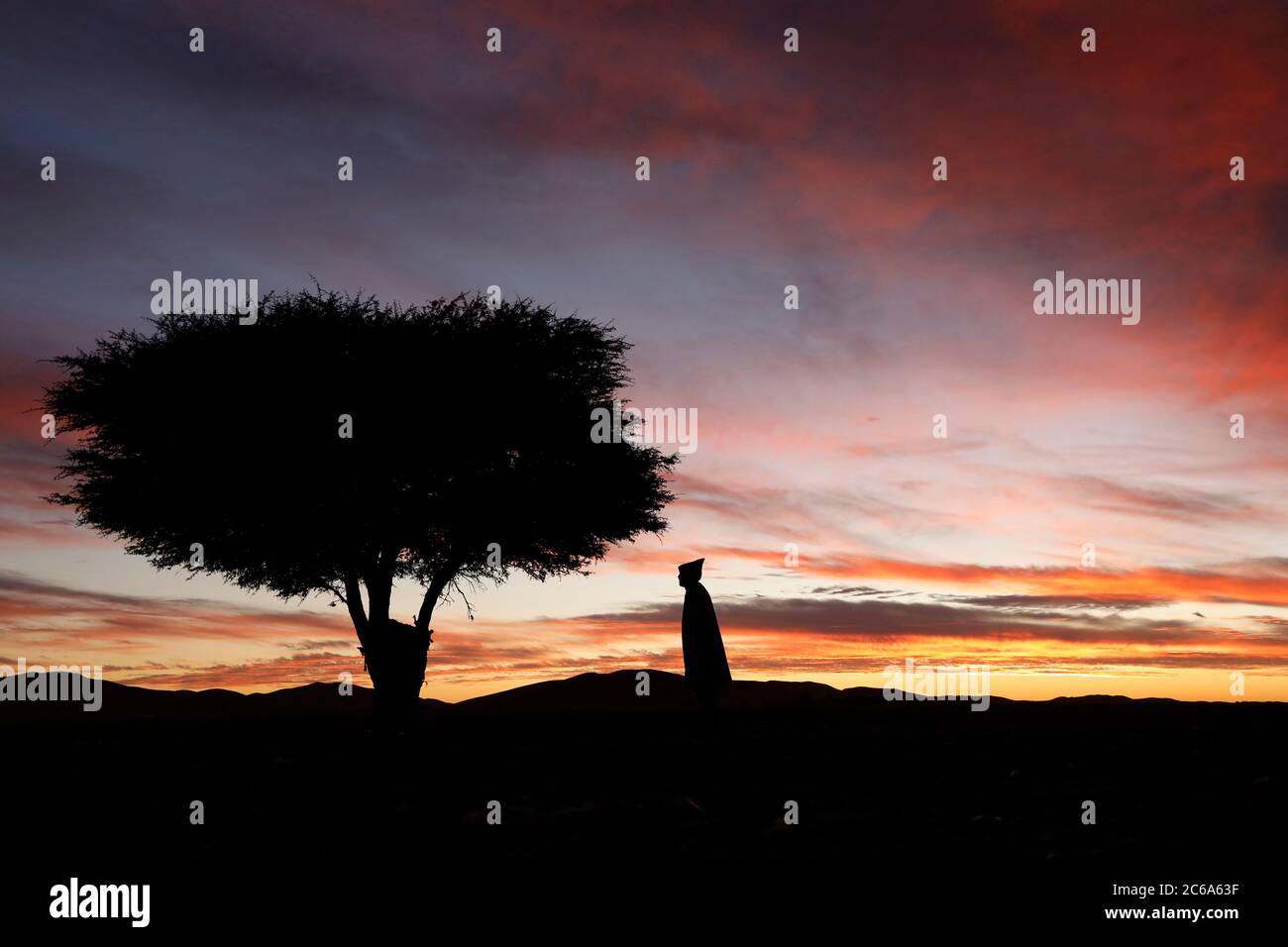 Acacia avec coucher de soleil près de Merzouga au Maroc. Banque D'Images