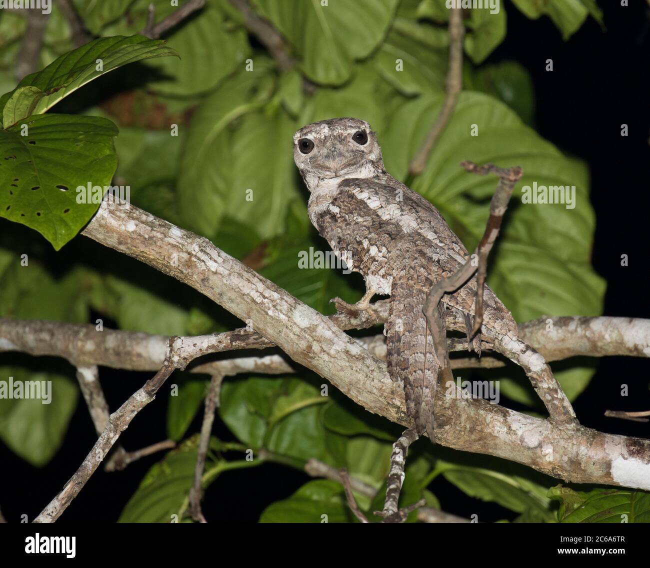 Gueule de bois de papuans (Podargus papuensis) perchée dans la canopée de la forêt tropicale. En regardant vers le bas, montrant une facture assez large. Banque D'Images