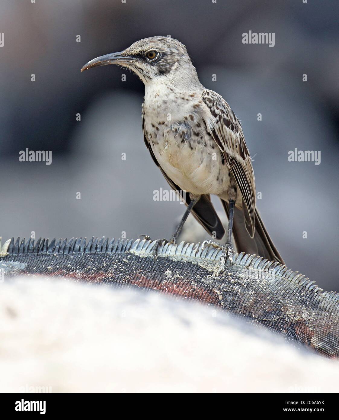 Hood Mockingbird (Mimus macdonaldi), également connu sous le nom de Espanola Mockingbird, sur les îles Galapagos, en Équateur. La recherche de nourriture sur la plage. Banque D'Images