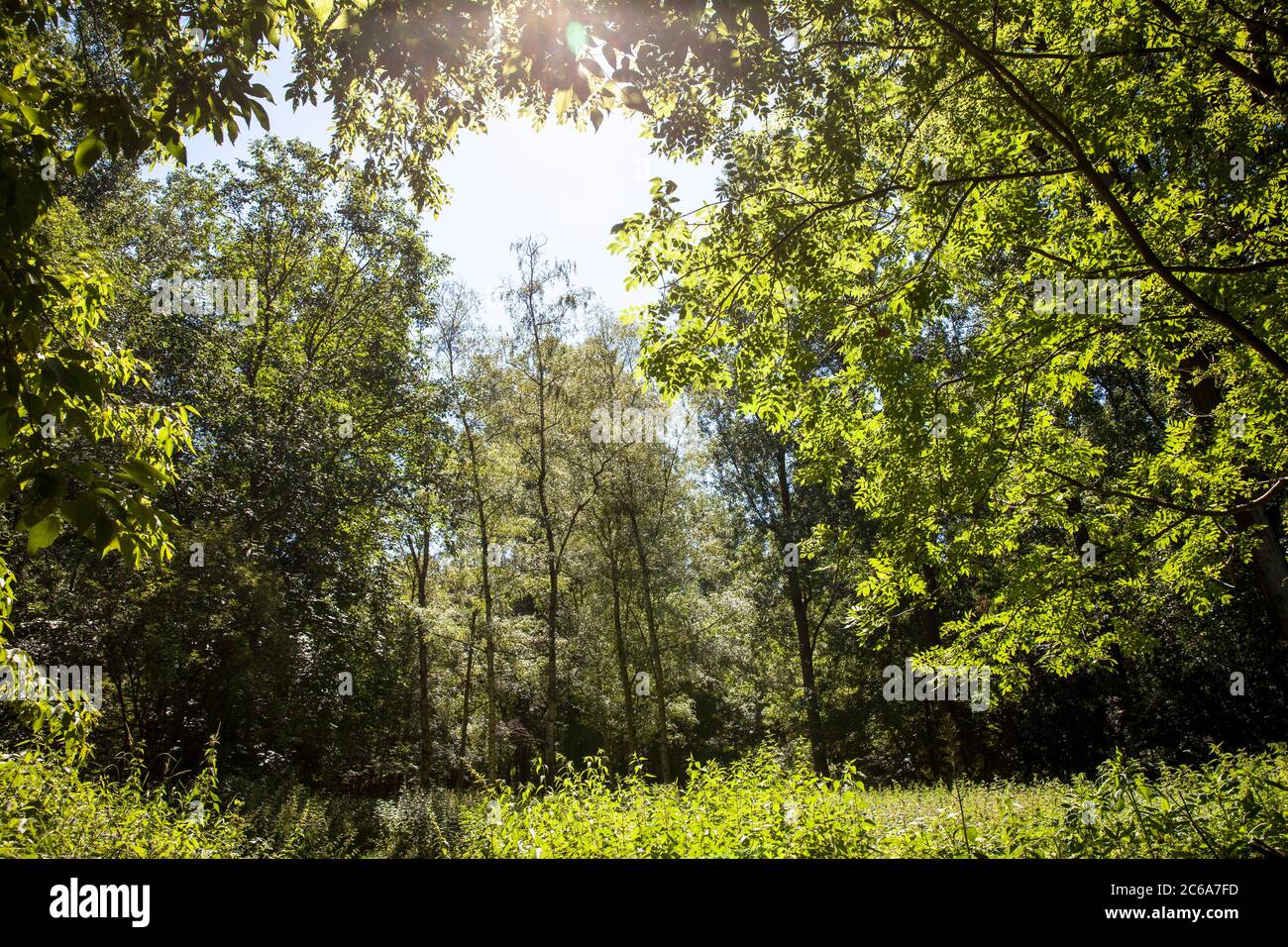 Forêt de plaine inondable sur le Rhin à Rodenkirchen-Weiss, Cologne, Allemagne. Auenwald im Weisser Rheinbogen à Rodenkirchen-Weiss, Koeln, Deutschlan Banque D'Images