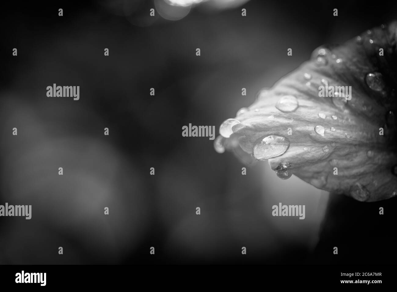 Belle feuille abstraite avec gouttes d'eau. Arrière-plan artistique en noir et blanc Banque D'Images
