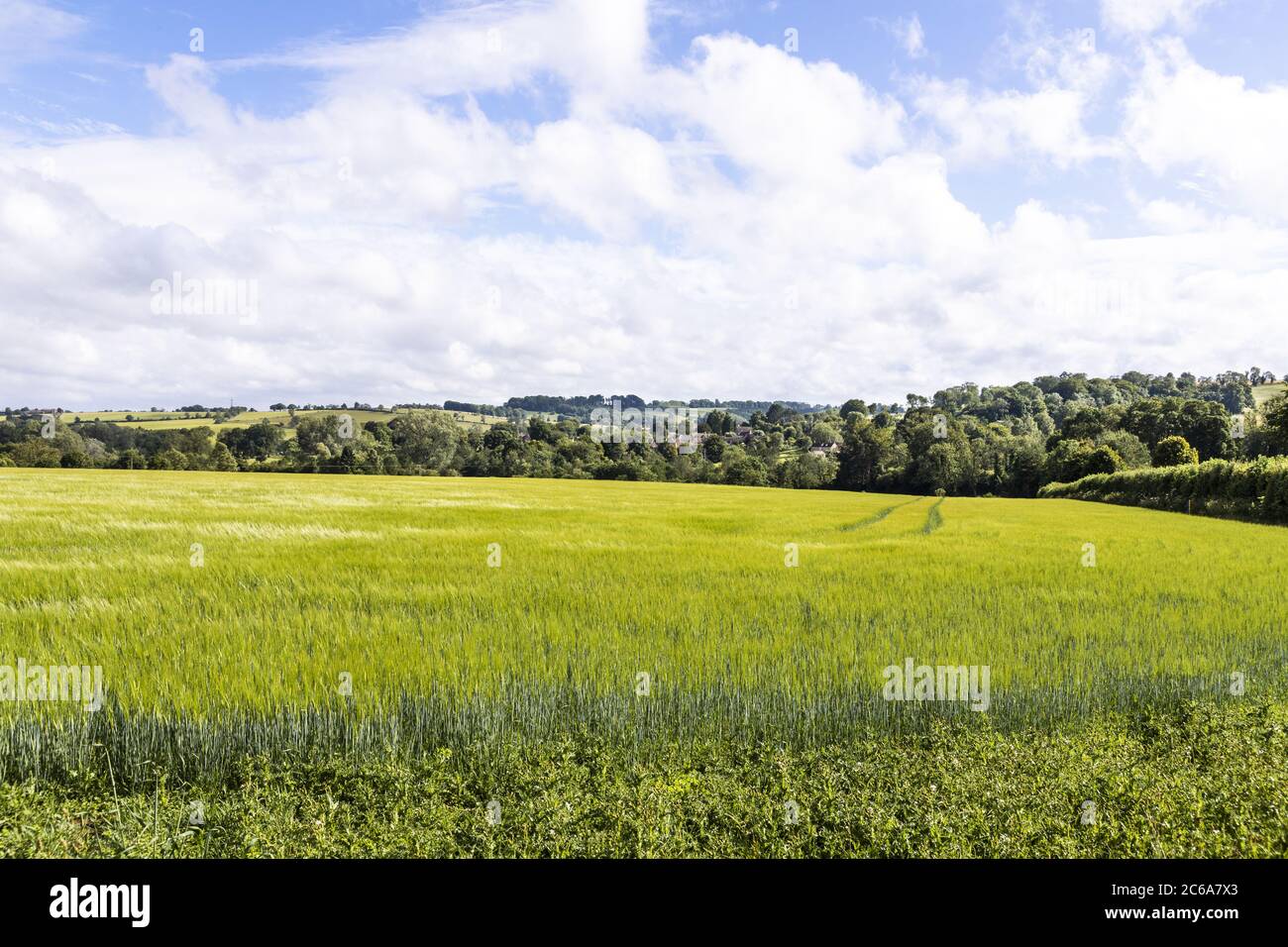 Vue sur un champ d'orge au village de Guitting Power, Gloucestershire, Royaume-Uni Banque D'Images
