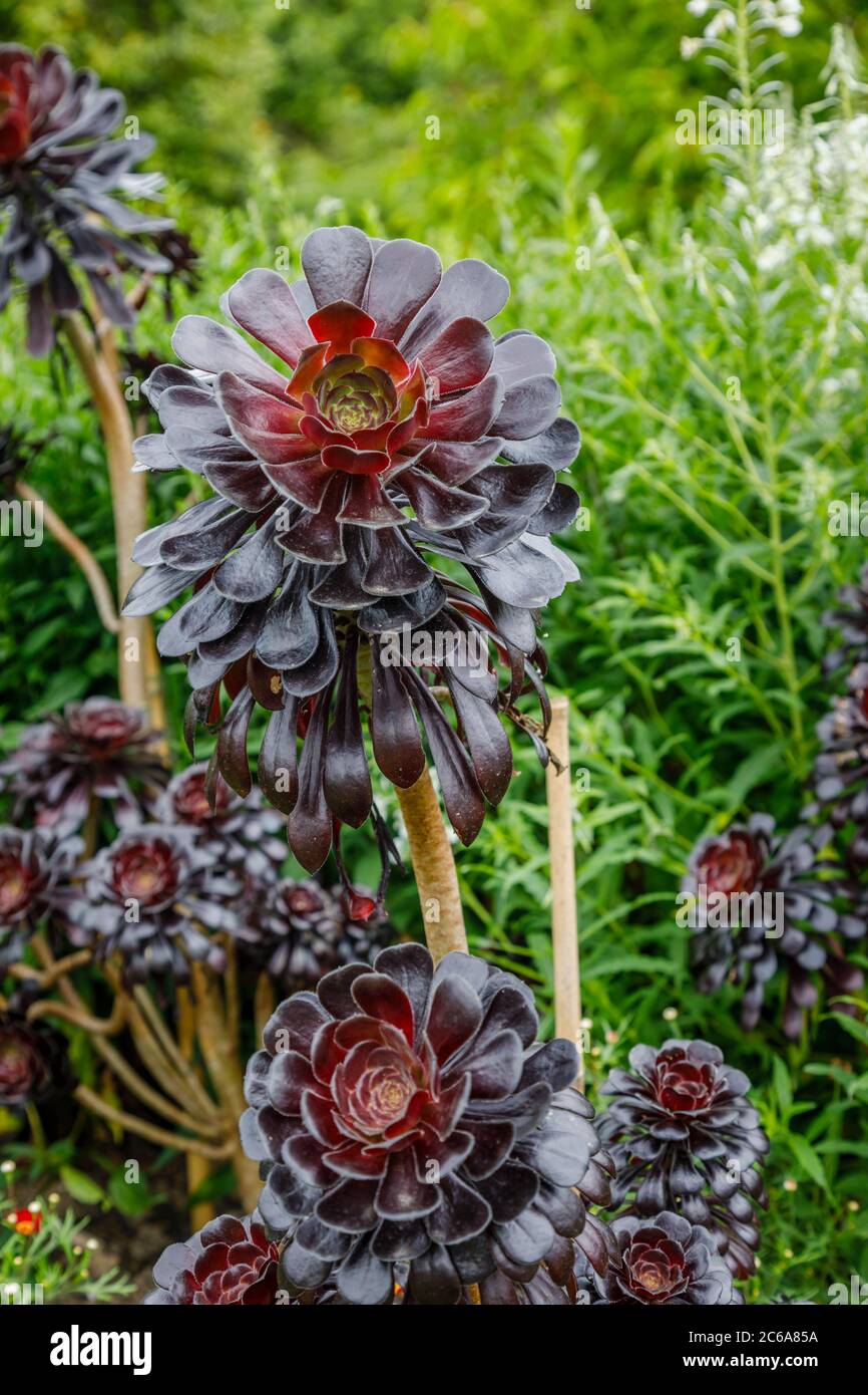 Aeonium arboreum 'Zwartkopf' (rose noire), arbre Aeonium, un grand succulent  avec des tiges ramifiées et des feuilles de rosette noire qui poussent en  bordure en été Photo Stock - Alamy