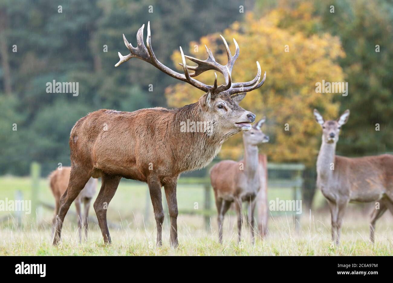 Red Deer s'accroche pendant la rut Banque D'Images