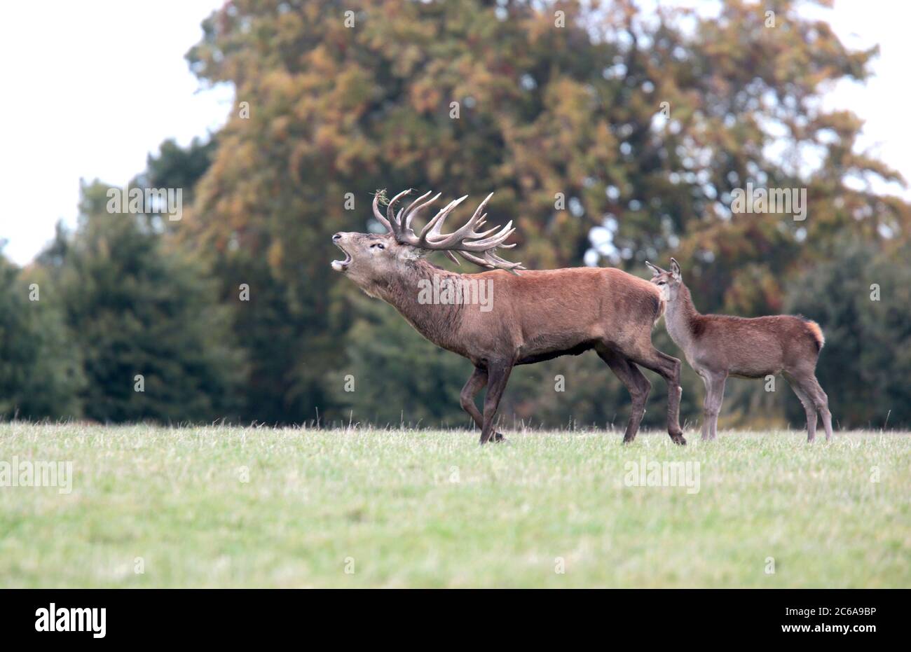 Red Deer s'accroche pendant la rut Banque D'Images