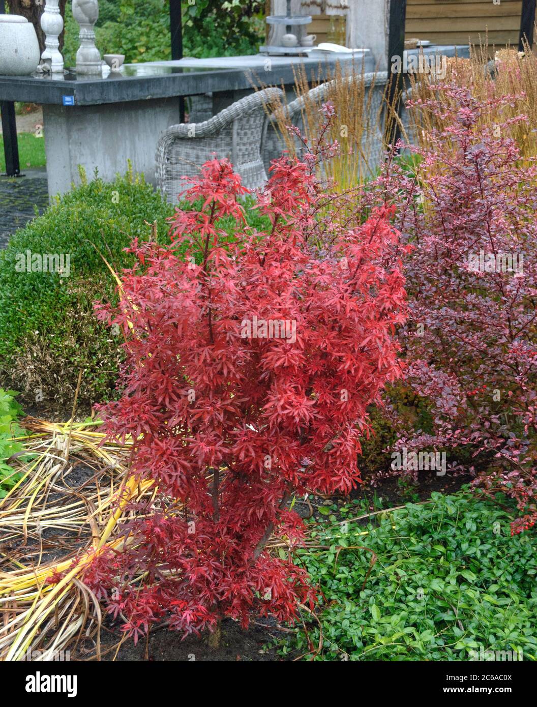 Japanischer Fecherahorn Acer palmatum Shaina Banque D'Images