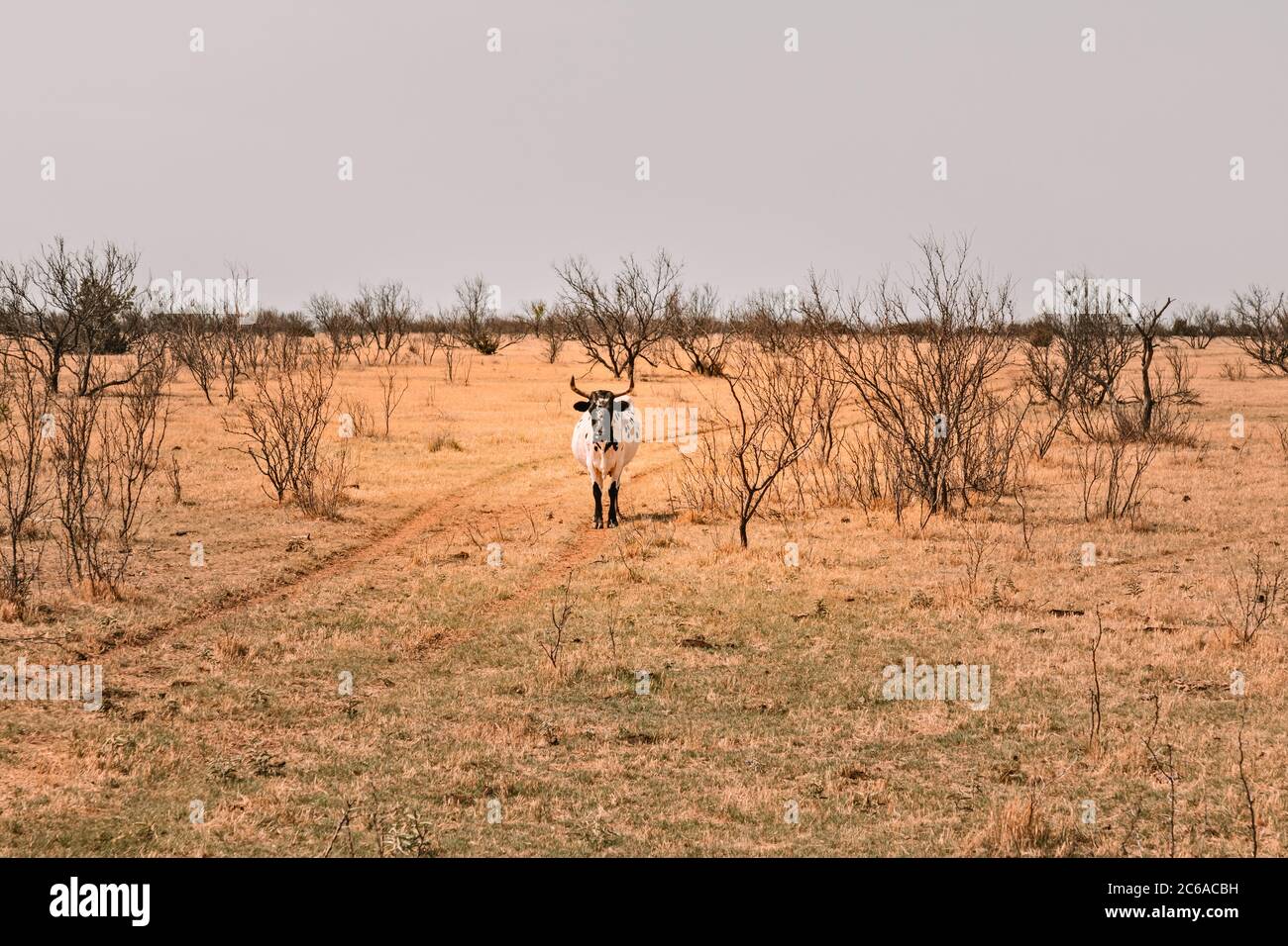 Texas Longhorn bovins de boucherie, avec des cornes longues typiques, tout en se tenant dans un pâturage Banque D'Images