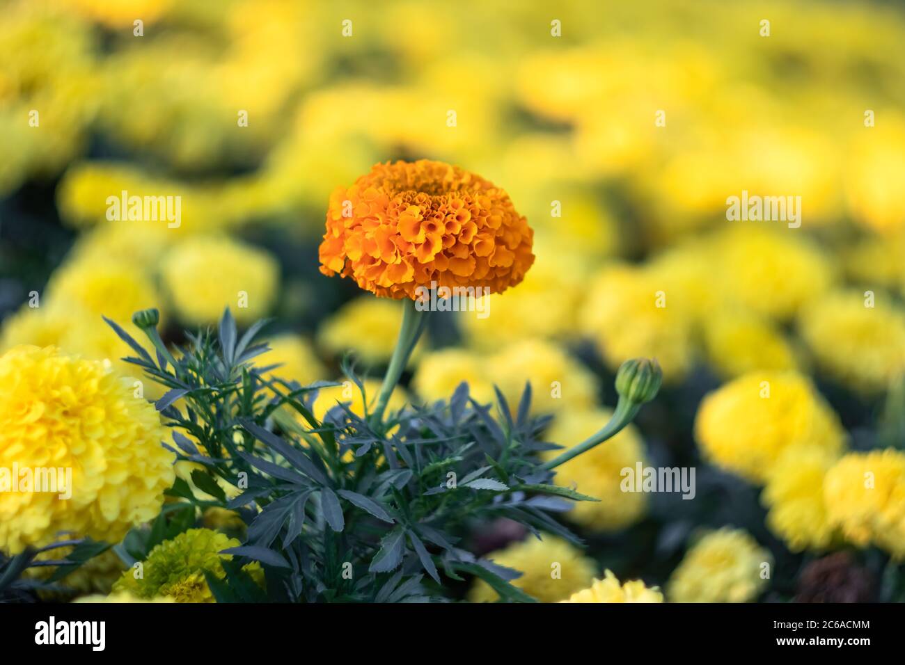 Fond de marigolds, texture florale, marigold mexicain. Champ de fleurs jaune vif. Tagetes erecta. Mise au point sélective Banque D'Images