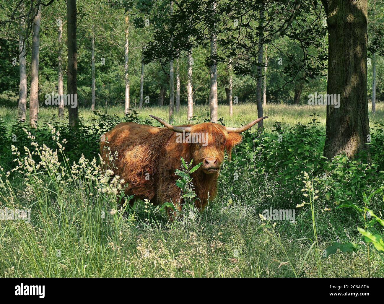 Longhorn Highland Cow dans une clairière de bois Banque D'Images
