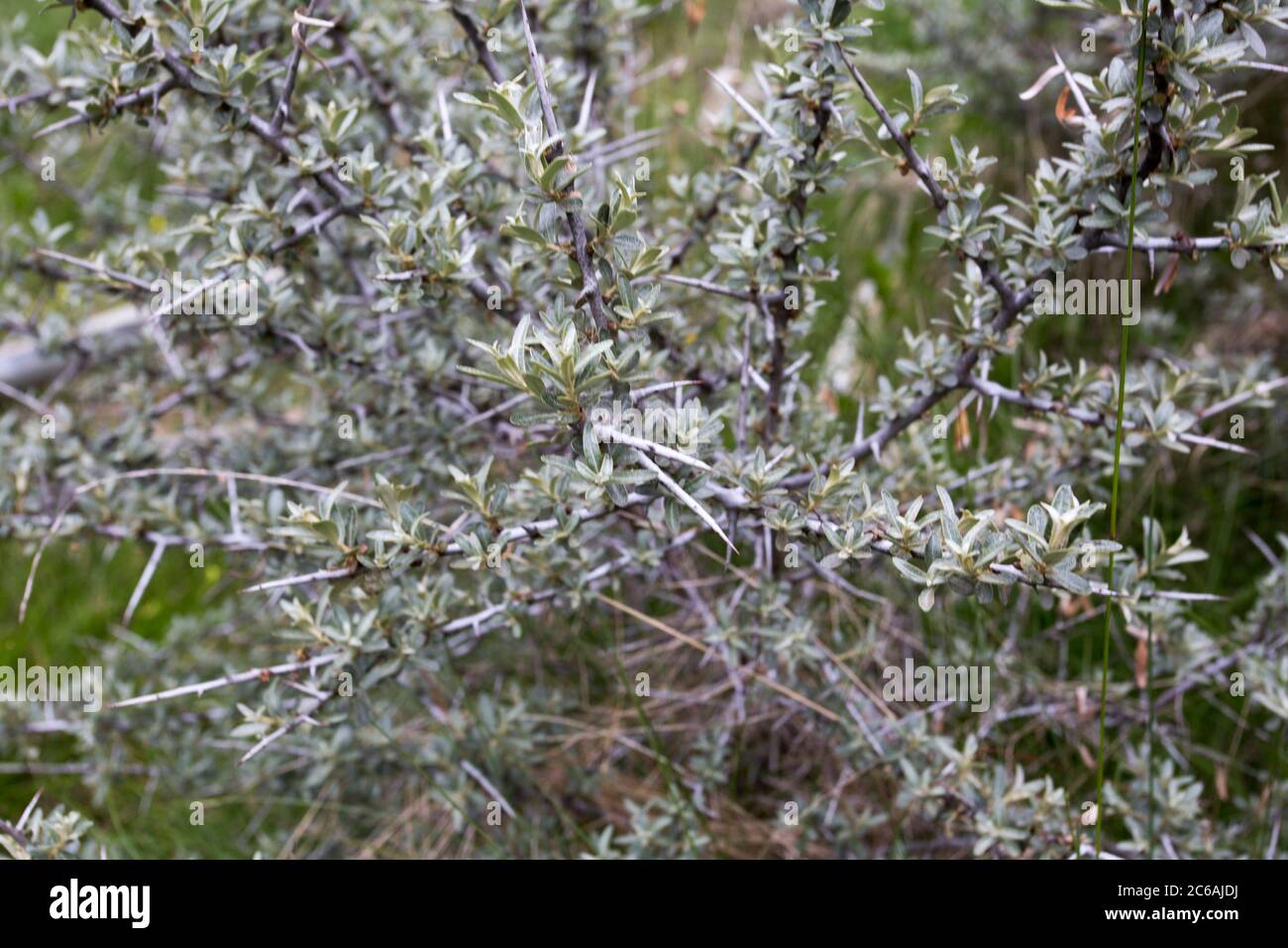 Plante d'argousier au début du printemps en Italie Banque D'Images