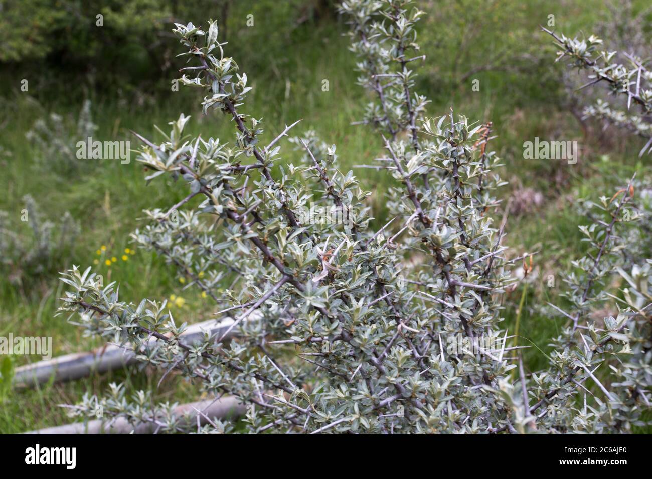 Plante d'argousier au début du printemps en Italie Banque D'Images