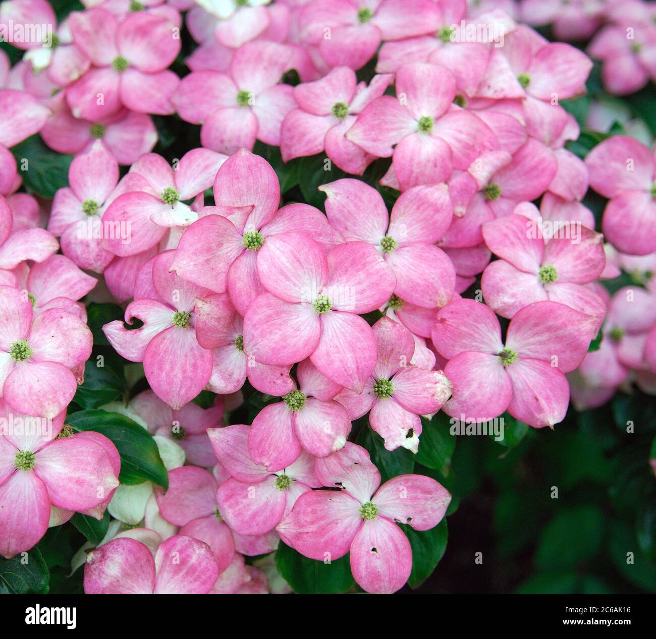 Cornus kousa Satomi Banque D'Images