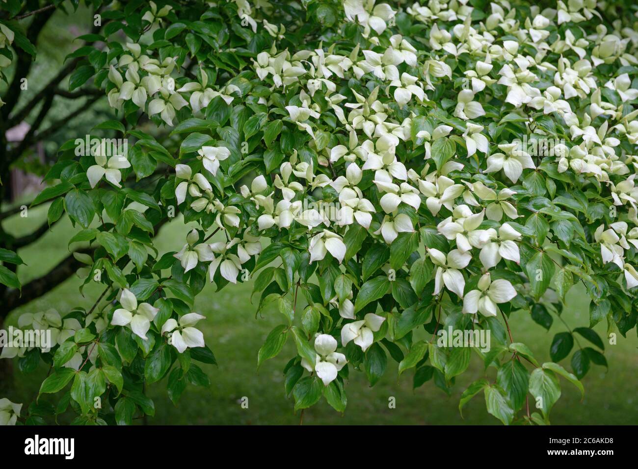 Chino-ischer Blumenhartriegel Cornus kousa var. Chinensis Banque D'Images