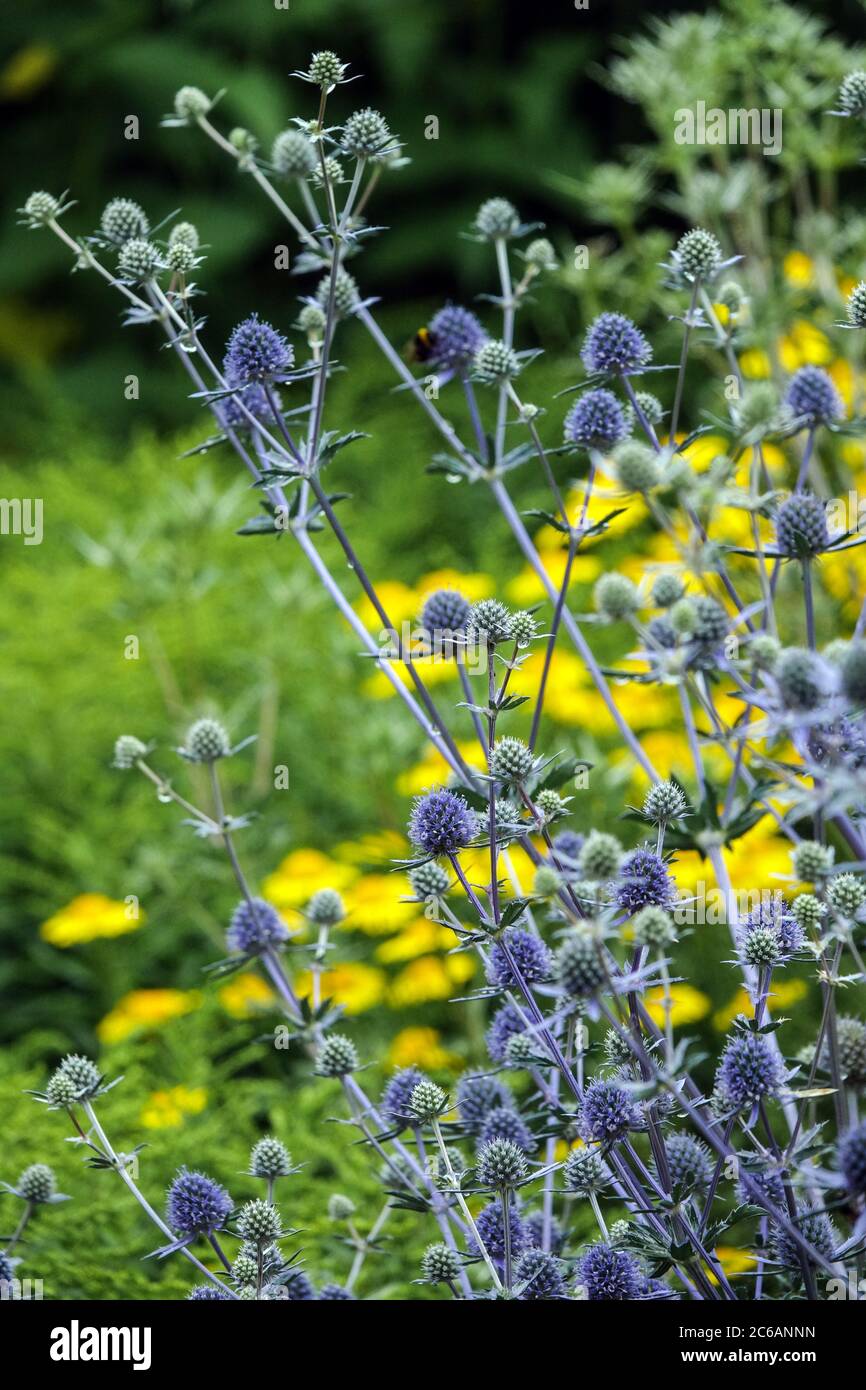 Fleur d'eryngium caeruleum Banque D'Images