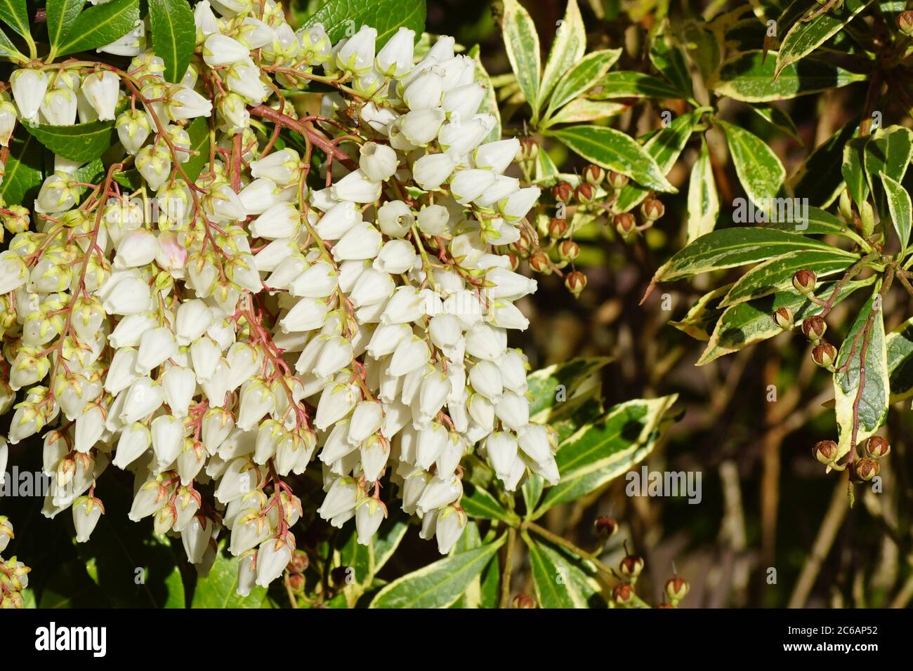 Piémis (Piémis japonica variegata). Heath, famille des hémaines (Ericaceae). Floraison à la fin de l'hiver. Bergen, pays-Bas, 25 février 2020. Banque D'Images