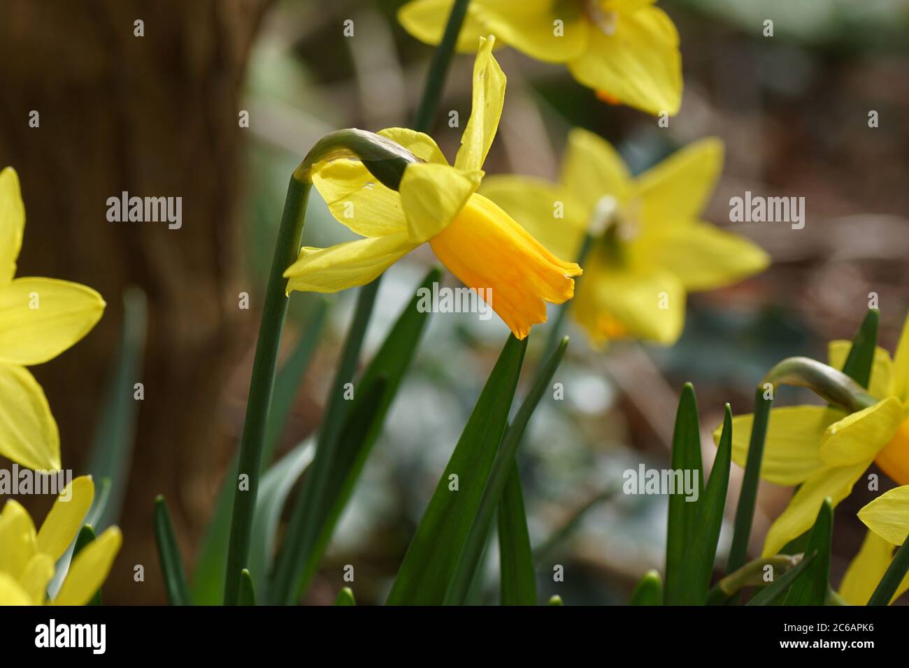 Gros plan sur la trompette jonquille (Narcisse cyclamineus tête à tête)  avec des fleurs orange jaune. Famille Amaryllis (Amaryllidaceae). Bergen,  pays-Bas, Fé Photo Stock - Alamy