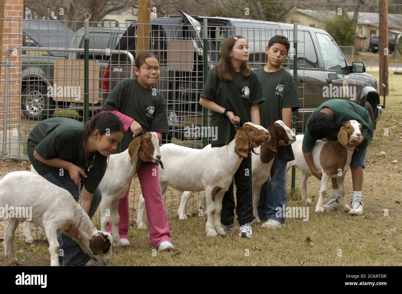 Austin, Texas États-Unis, 10 janvier 2005 : des enfants hispaniques de cinquième année travaillent avec leurs chèvres en préparation d'un spectacle animalier 4-H. De nombreux enfants de familles à faible revenu acquièrent leur première expérience de la vie agricole grâce au programme. ©Bob Daemmrich Banque D'Images