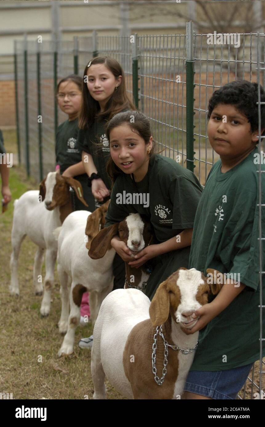 Austin, Texas États-Unis, 10 janvier 2005 : des enfants hispaniques de cinquième année travaillent avec leurs chèvres en préparation d'un spectacle animalier 4-H. De nombreux enfants de familles à faible revenu acquièrent leur première expérience de la vie agricole grâce au programme. ©Bob Daemmrich Banque D'Images