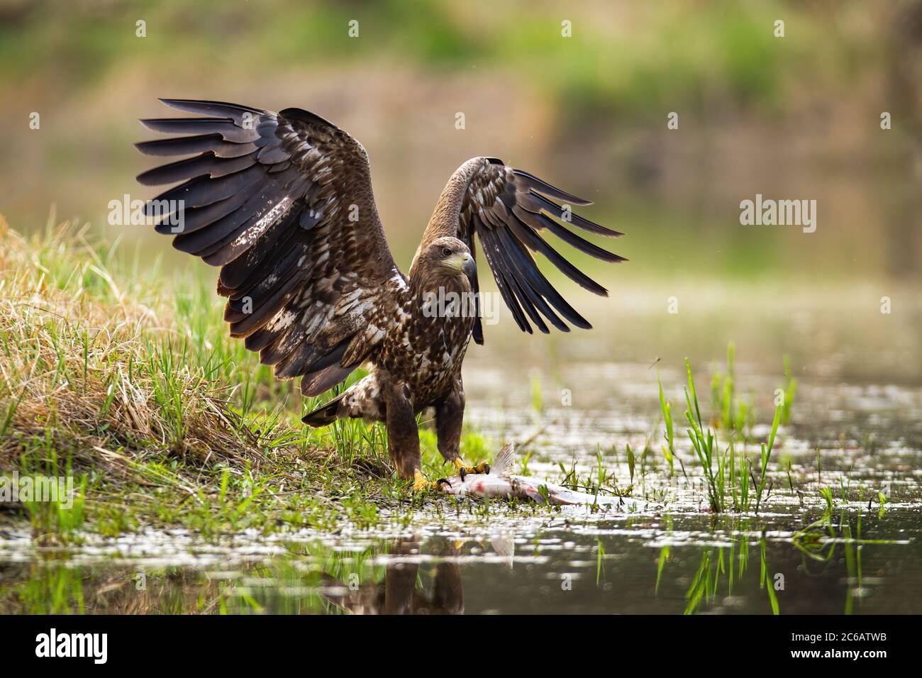 L'aigle à queue blanche débarquant avec des gâches sur la rive. Banque D'Images