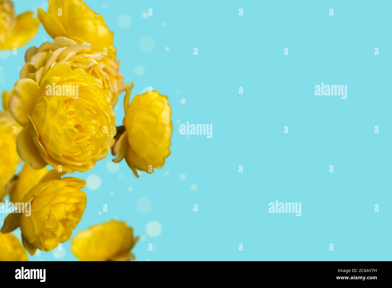 Roses jaunes colorées et vives sur fond bleu avec espace de copie Banque D'Images