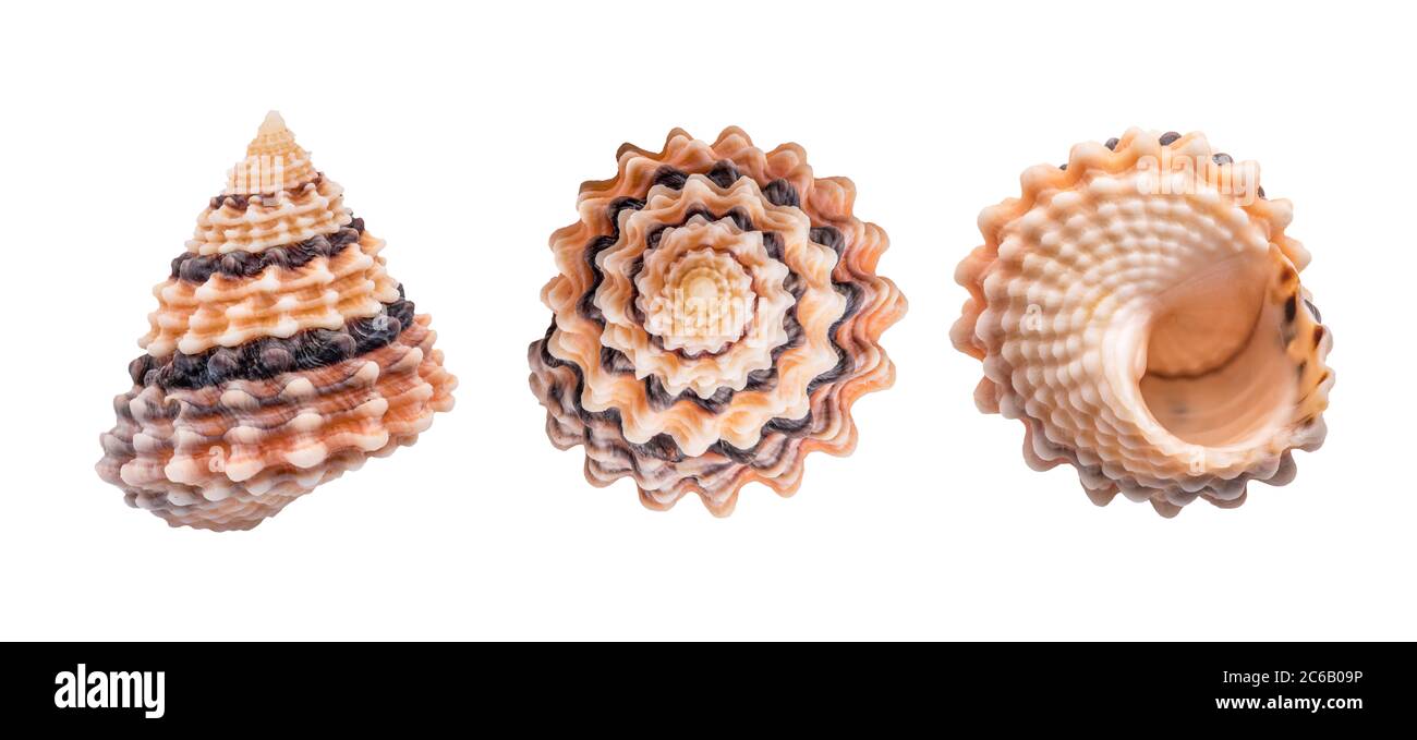 Winkle Shell Banque De Photographies Et D Images A Haute Resolution Alamy
