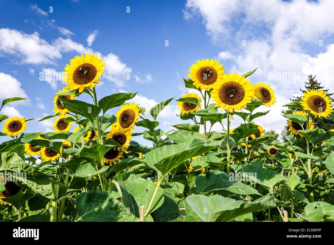 Le tournesol sous ciel bleu Banque D'Images