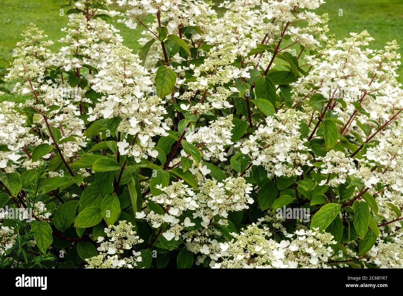 L'Hydrangea paniculata Banque D'Images