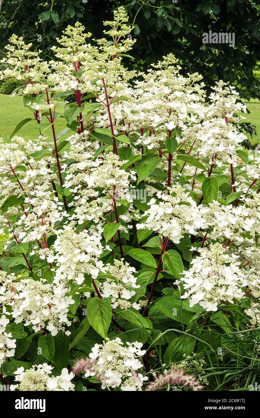 Jardin blanc Hydrangea paniculata Banque D'Images