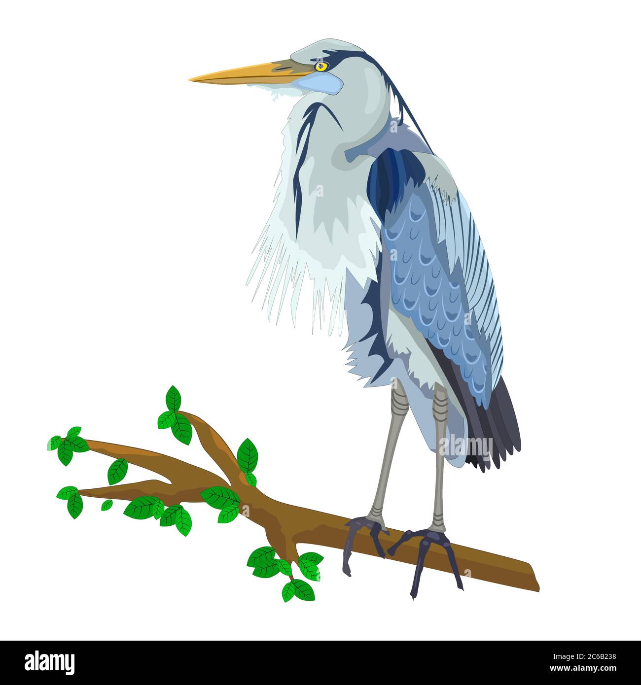 Héron bleu sur branche d'arbre isolée sur fond blanc. Egret de Héron oiseau.sauvage avec bec long et jambes. Cigogne à plumes grise. Illustration vectorielle de stock Illustration de Vecteur