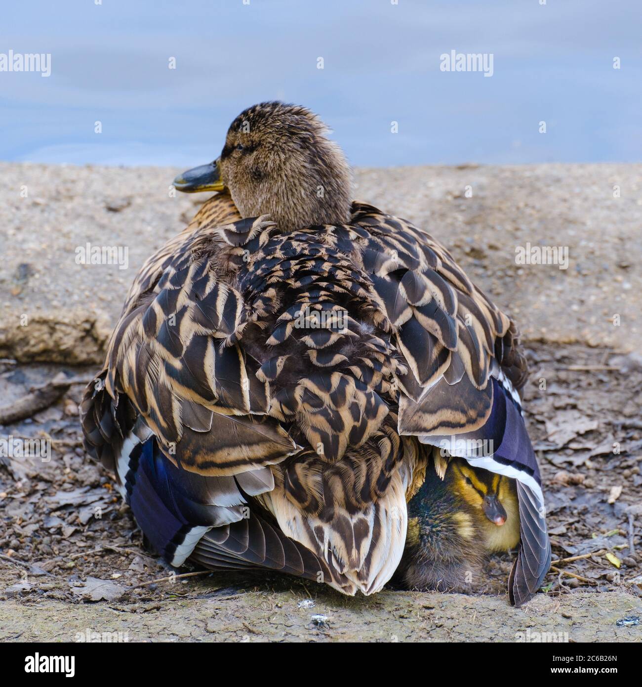 Le Canard colvert femelle repose sur le bord de l'étang tandis que les conduits se cachent sous. Banque D'Images