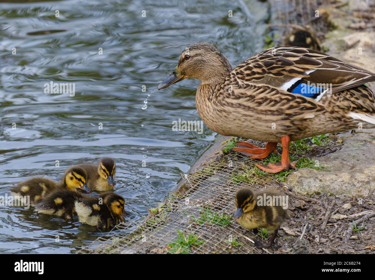 Des gouttes d’eau sortent d’un canard colvert femelle alors qu’elle se tient au bord de l’eau d’un étang et que ses canetons nagent dans l’eau et marchent sur le sol. Banque D'Images